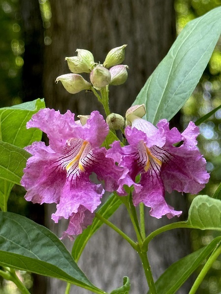 el nino desert orchid 6 - i chitalpa.jpg
